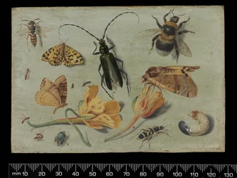 Insekten